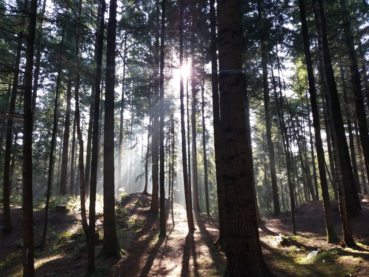 Forest photo background